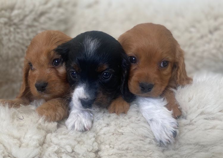 Broriver Cavoodles