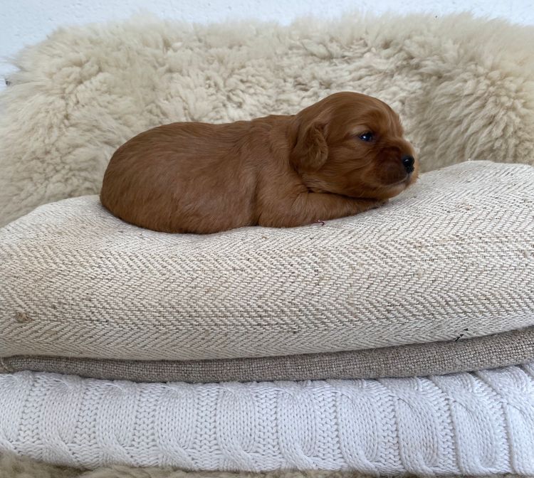 Broriver Cavoodles