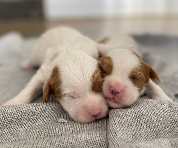 Broriver Cavoodles