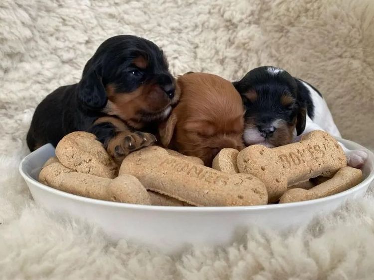 Broriver Cavoodles