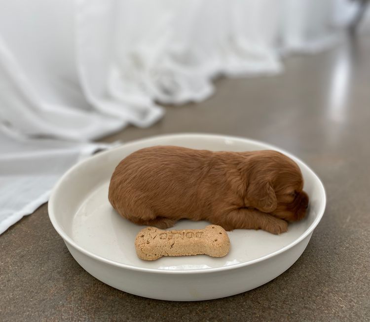 Broriver Cavoodles