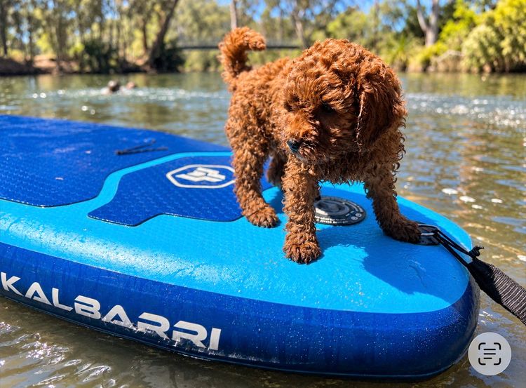 Lillybrook Cavoodles