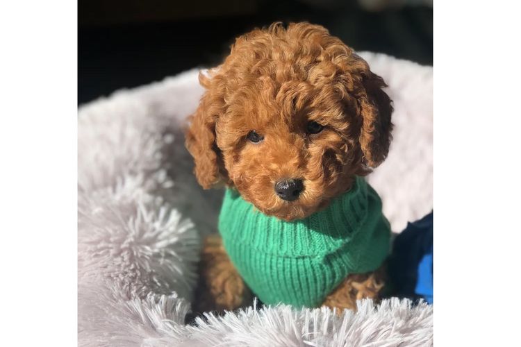 'Poodlicious Companions' Toy Poodles