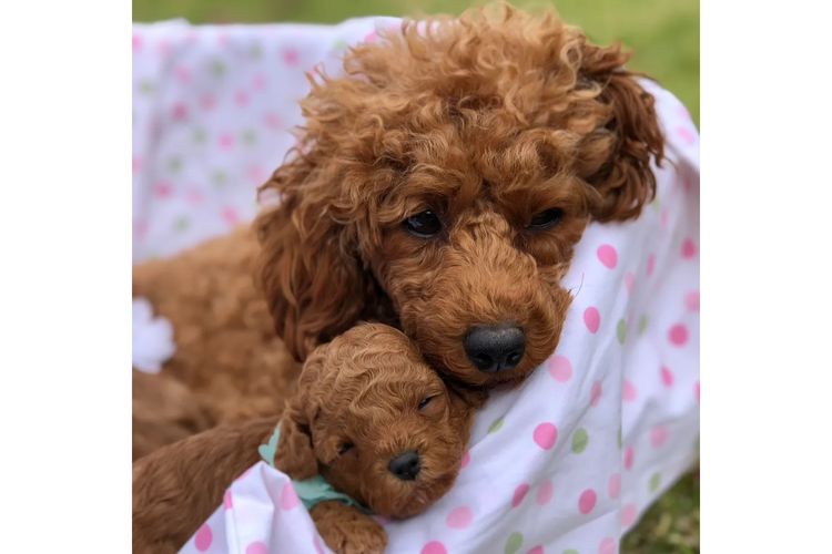 'Poodlicious Companions' Toy Poodles