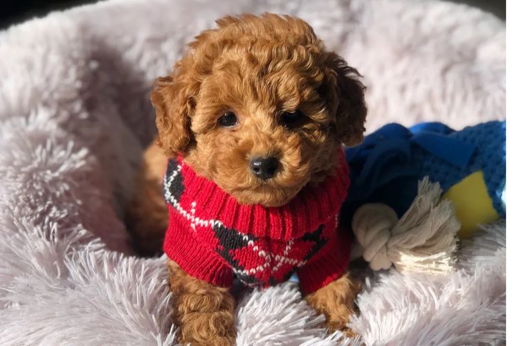 'Poodlicious Companions' Toy Poodles