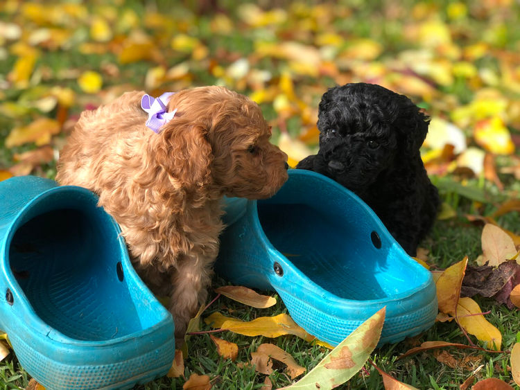 'Poodlicious Companions' Toy Poodles