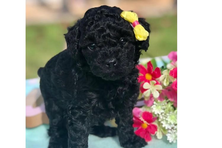 'Poodlicious Companions' Toy Poodles