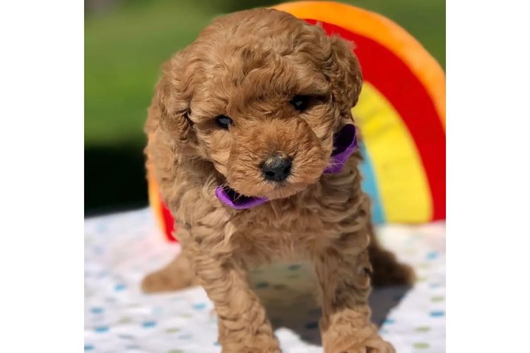'Poodlicious Companions' Toy Poodles