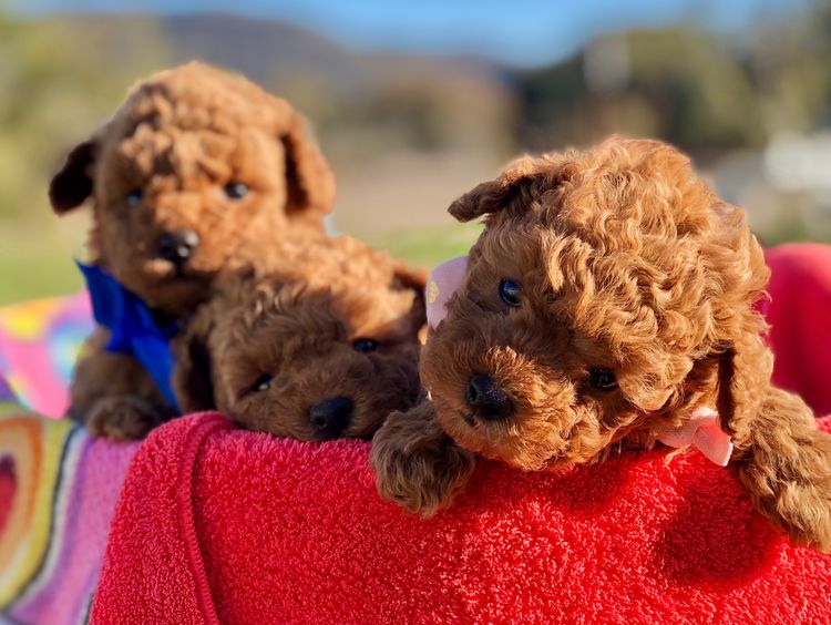 'Poodlicious Companions' Toy Poodles