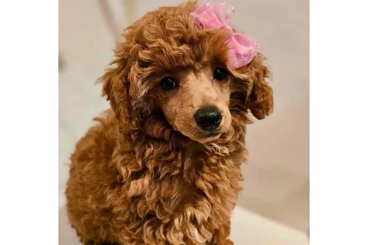 'Poodlicious Companions' Toy Poodles