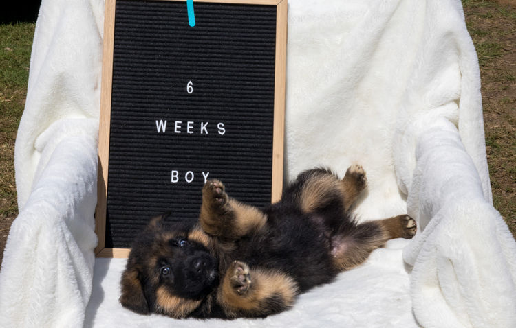 Nachtsang German Shepherds (ANKC)