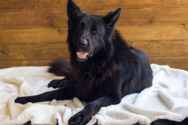 Nachtsang German Shepherds (ANKC)