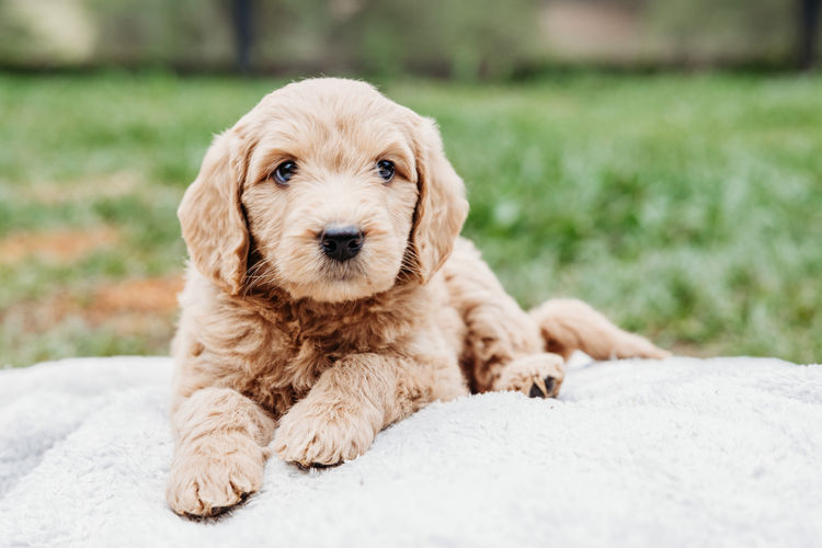 Manny Park Puppies - Groodles & Ultra Groodles