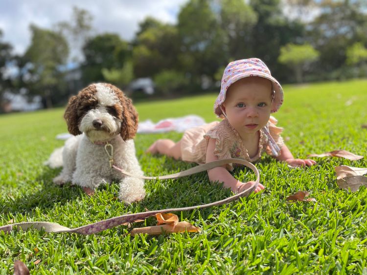 Manny Park Puppies - Groodles & Ultra Groodles