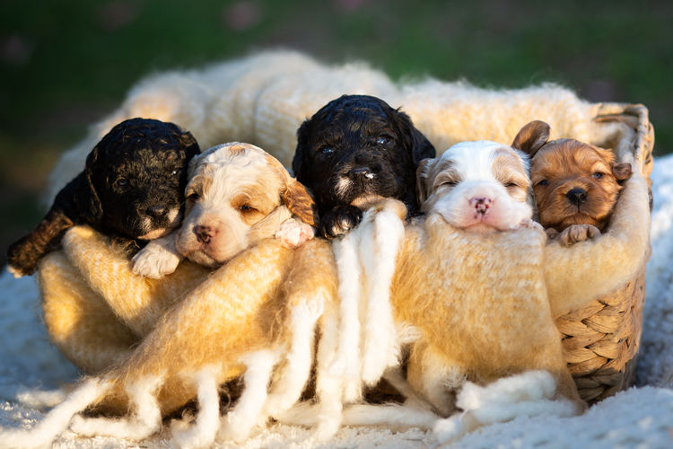 Manny Park Puppies - Groodles & Ultra Groodles