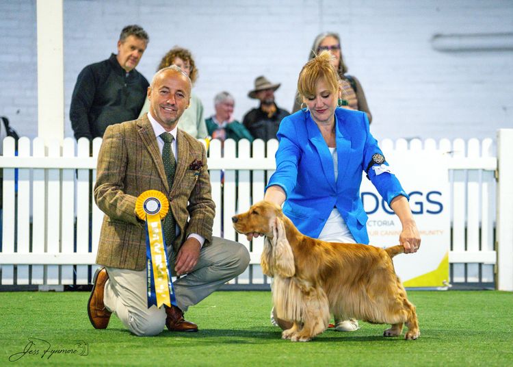 Waratah Cocker Spaniels