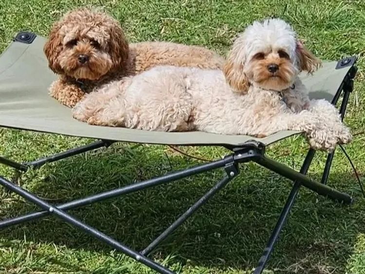 Mazi and Co Cavoodles