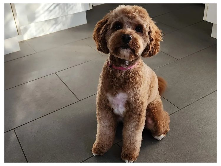 Mazi and Co Cavoodles
