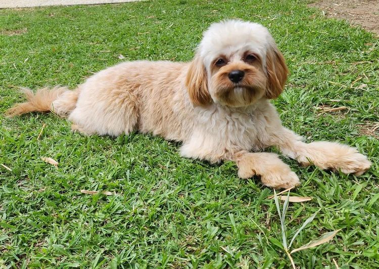 Mazi and Co Cavoodles