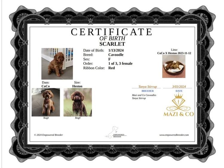 Mazi and Co Cavoodles