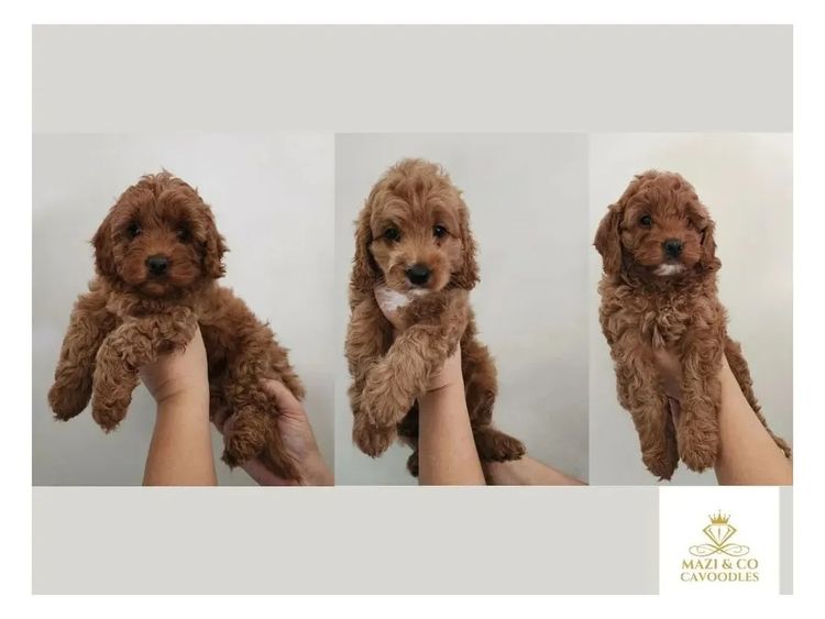 Mazi and Co Cavoodles