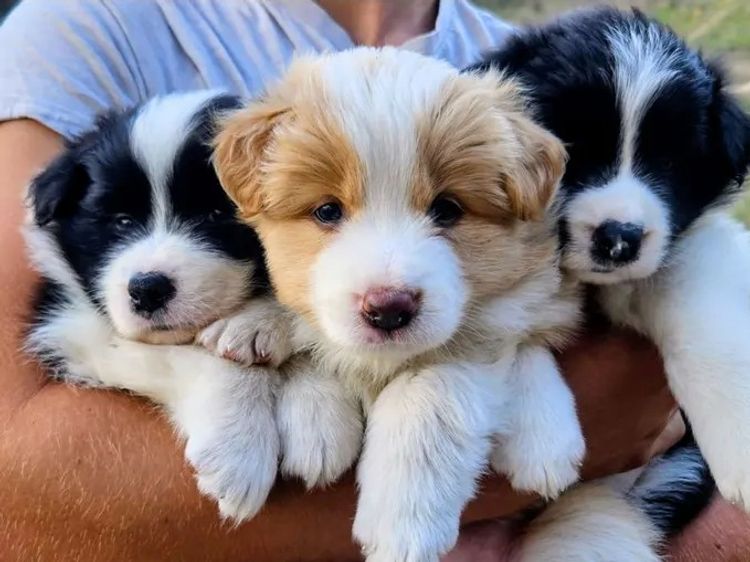 Lapochka Border Collies