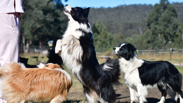 Lapochka Border Collies