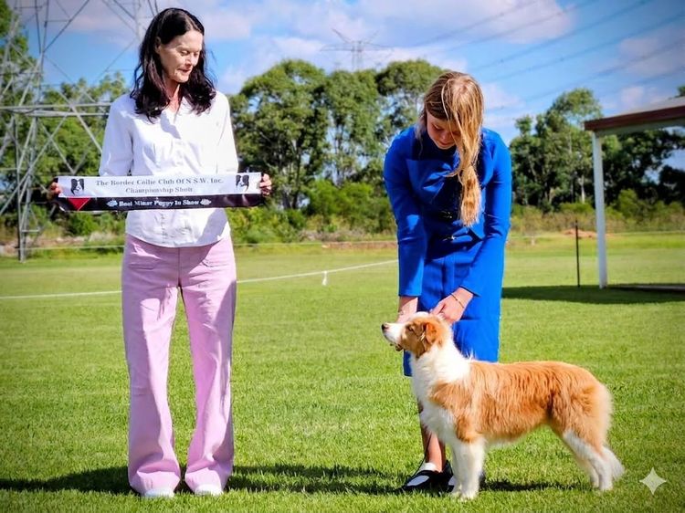 Lapochka Border Collies
