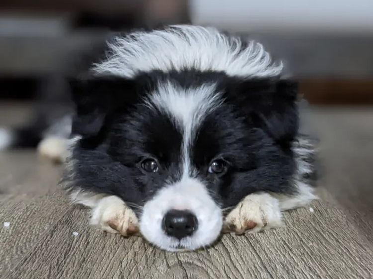 Lapochka Border Collies