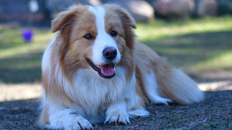 Lapochka Border Collies