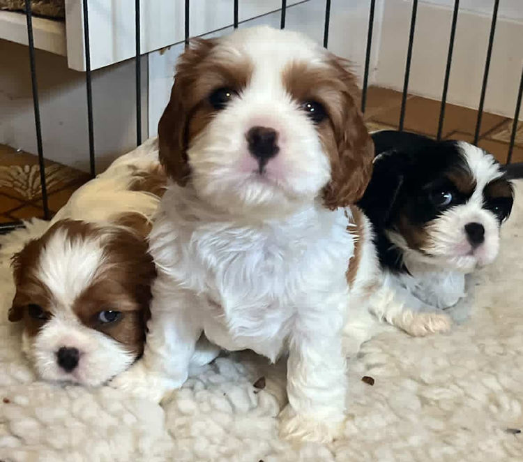 Cavington Cavaliers