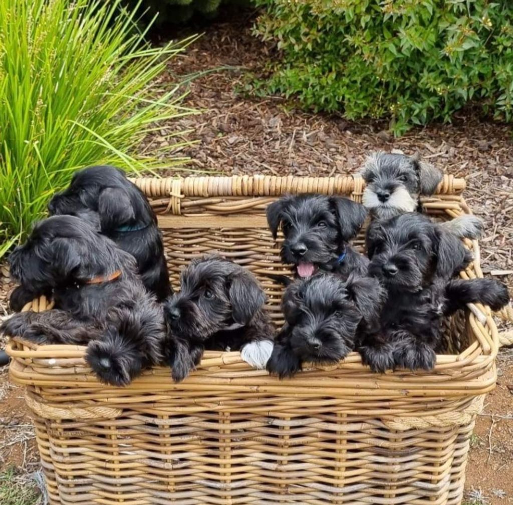 Schnauzer (Miniature) puppies available from responsible breeders