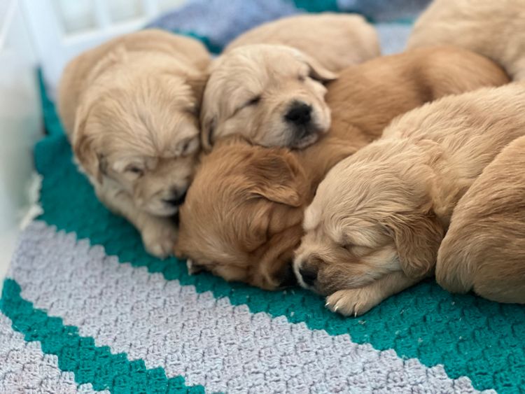 Finesse Golden Cavaliers