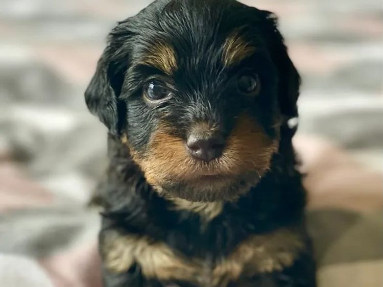 ToRaise Havanese