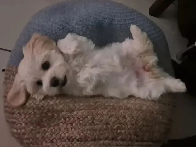 ToRaise Havanese