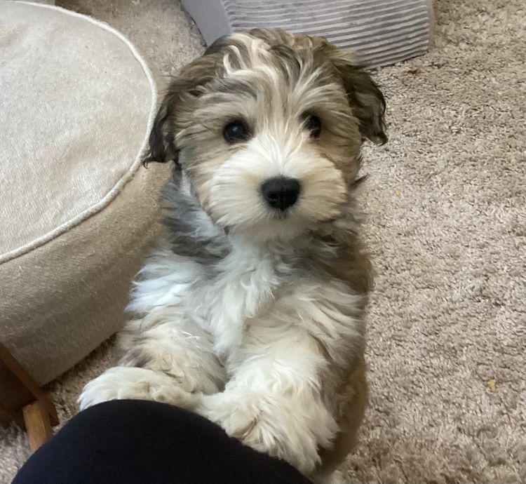 ToRaise Havanese