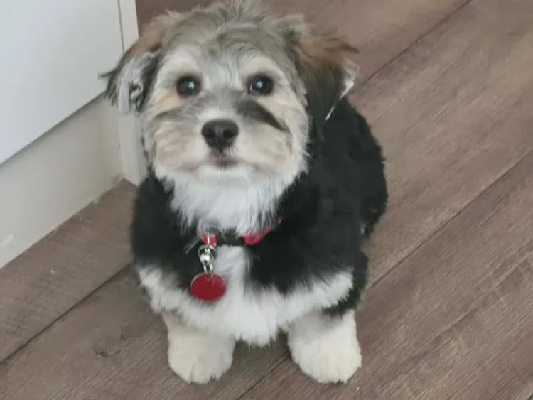 ToRaise Havanese