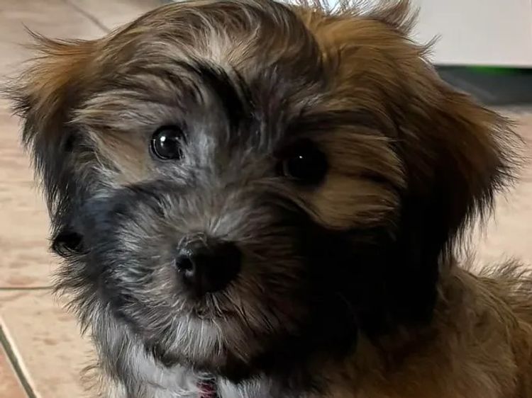ToRaise Havanese
