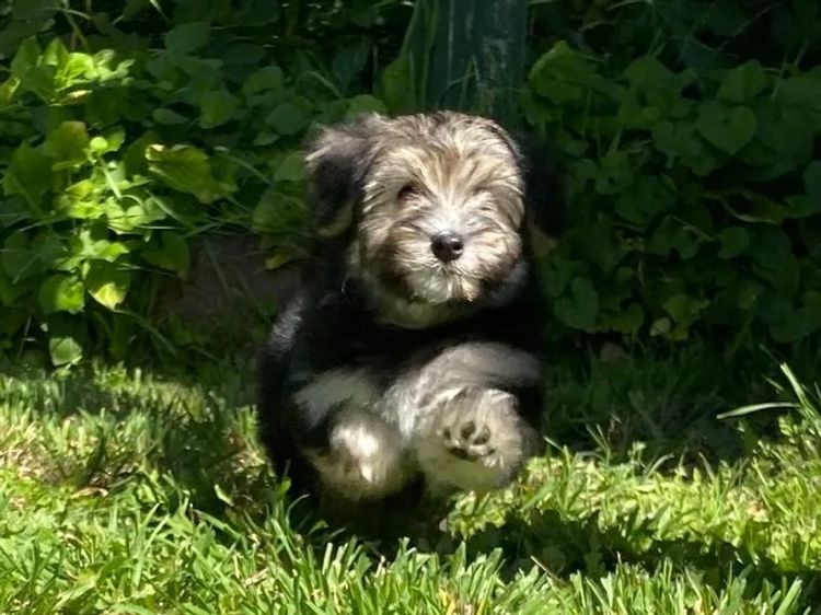 ToRaise Havanese