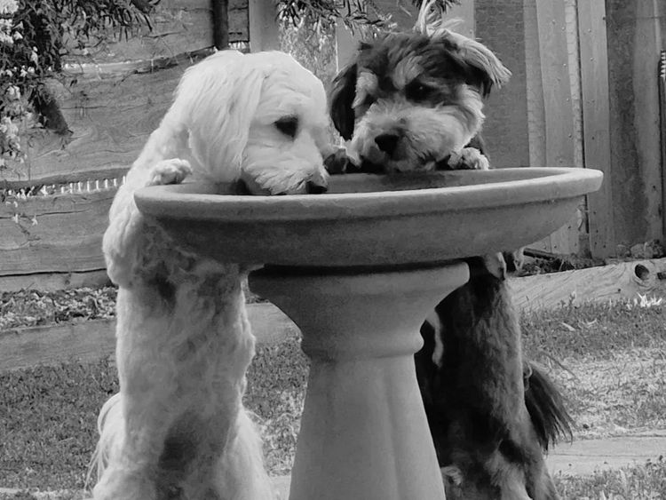 ToRaise Havanese