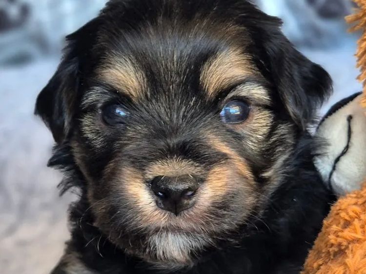 ToRaise Havanese