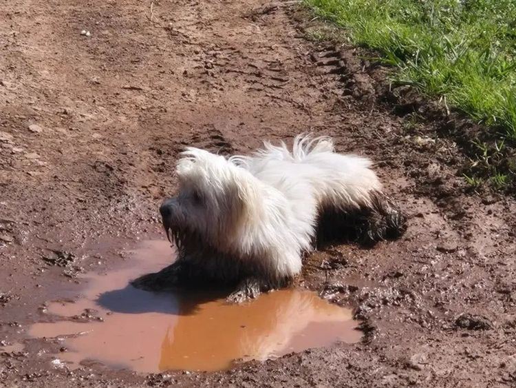 ToRaise Havanese