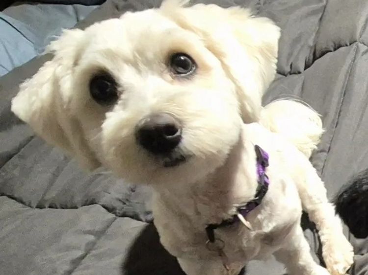 ToRaise Havanese
