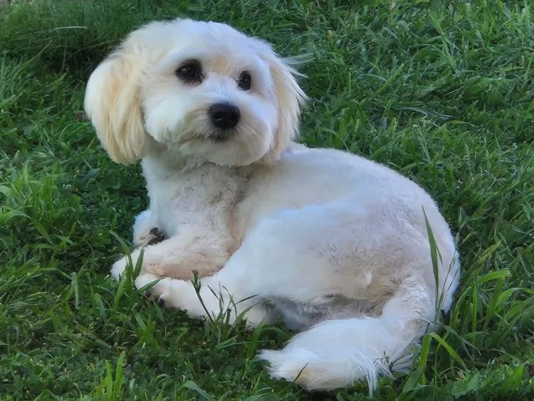 ToRaise Havanese