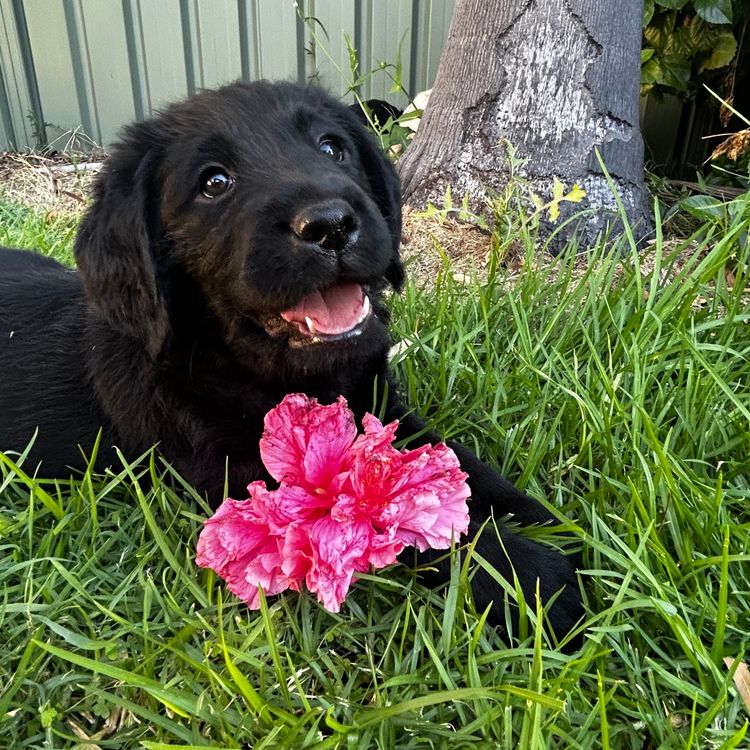 Pawfect Mix Labragroodles
