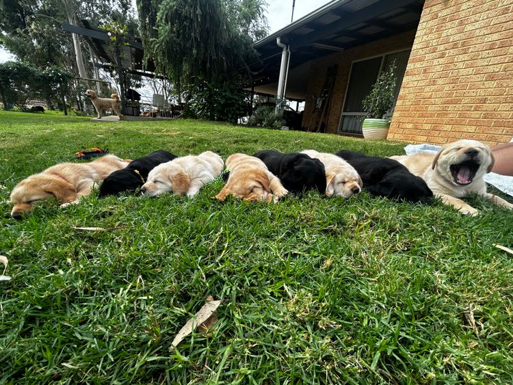 Pawfect Mix Labragroodles