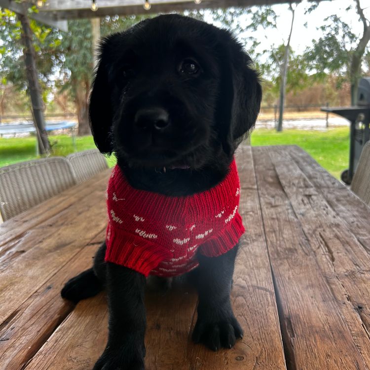 Pawfect Mix Labragroodles