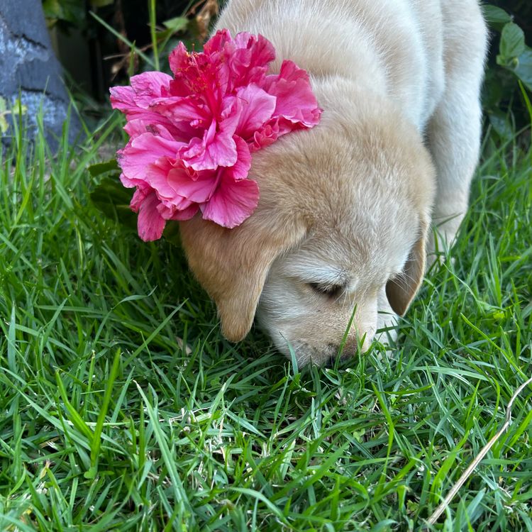 Pawfect Mix Labragroodles