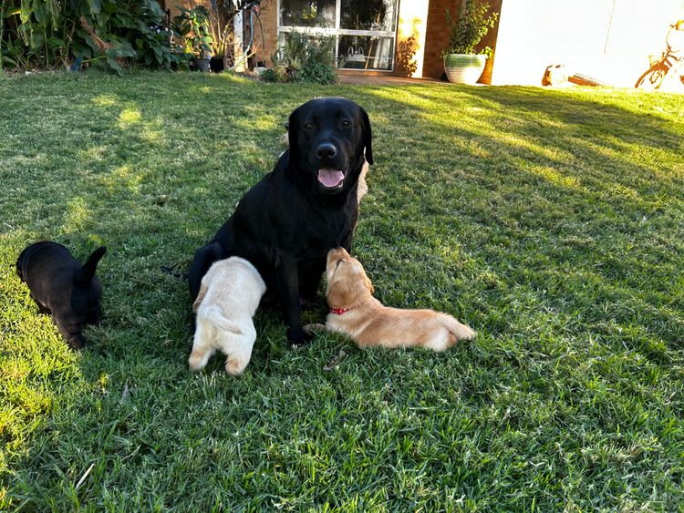 Pawfect Mix Labragroodles