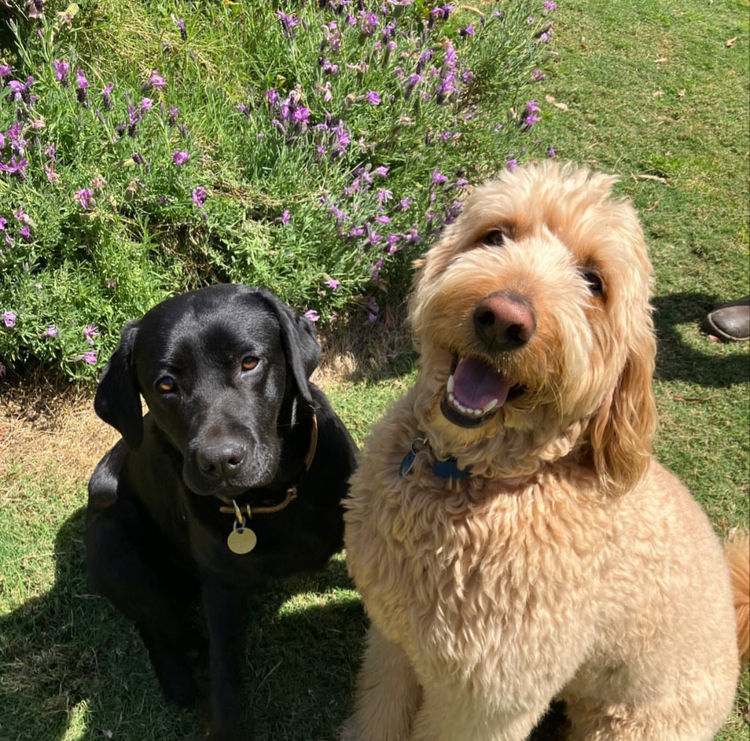 Pawfect Mix Labragroodles